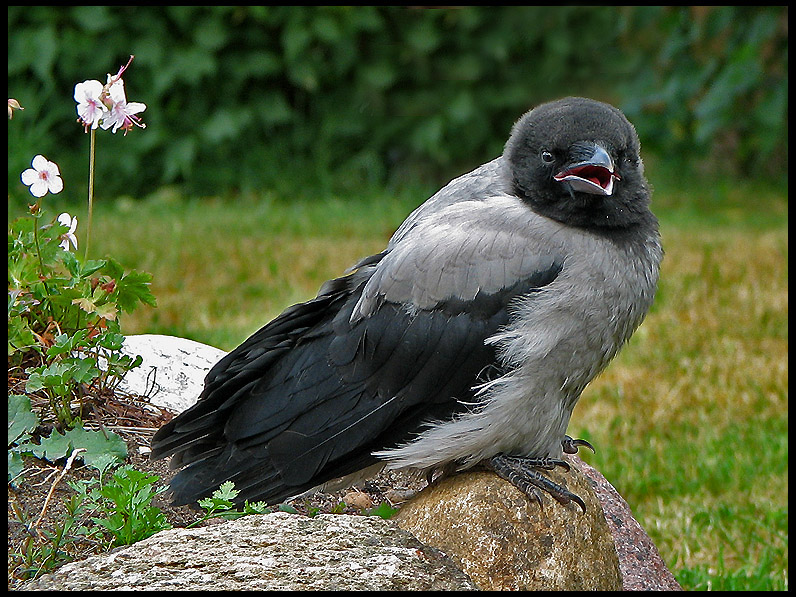 Hooded Crow, juvenile - Krka, ung .jpg