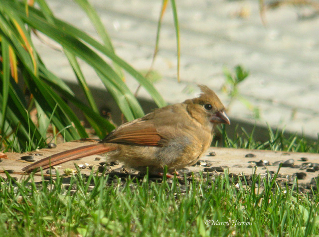 Cardinal rouge juv. St-Paul 1 sept. 2008 012P.jpg