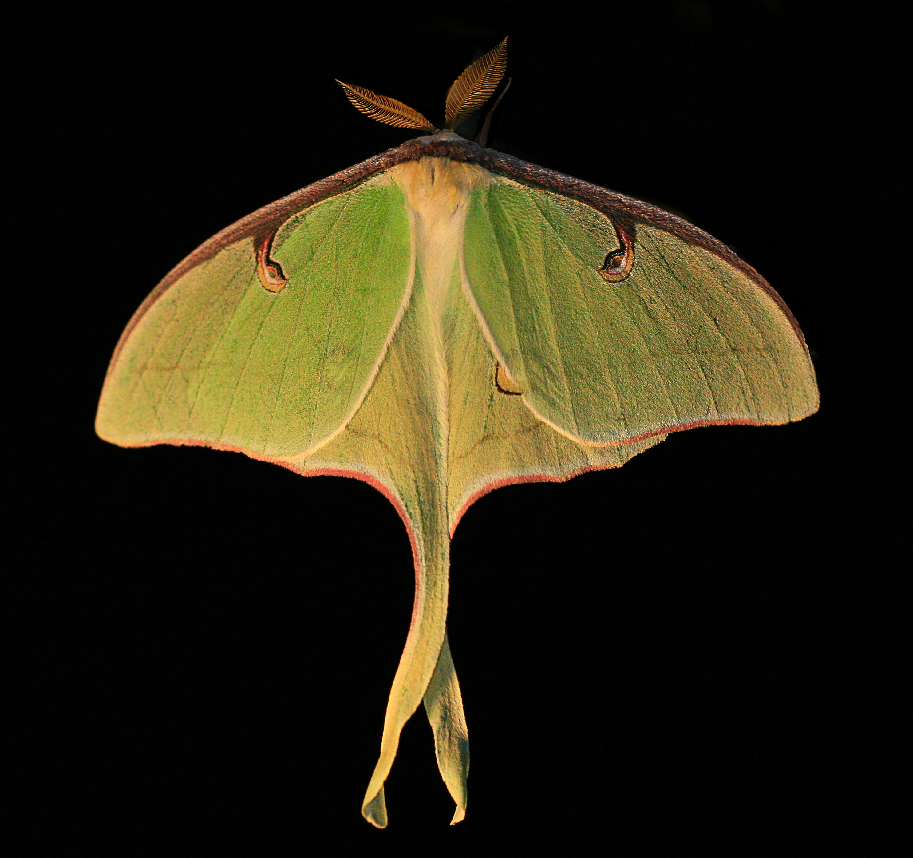 Luna Moth003abgr.jpg