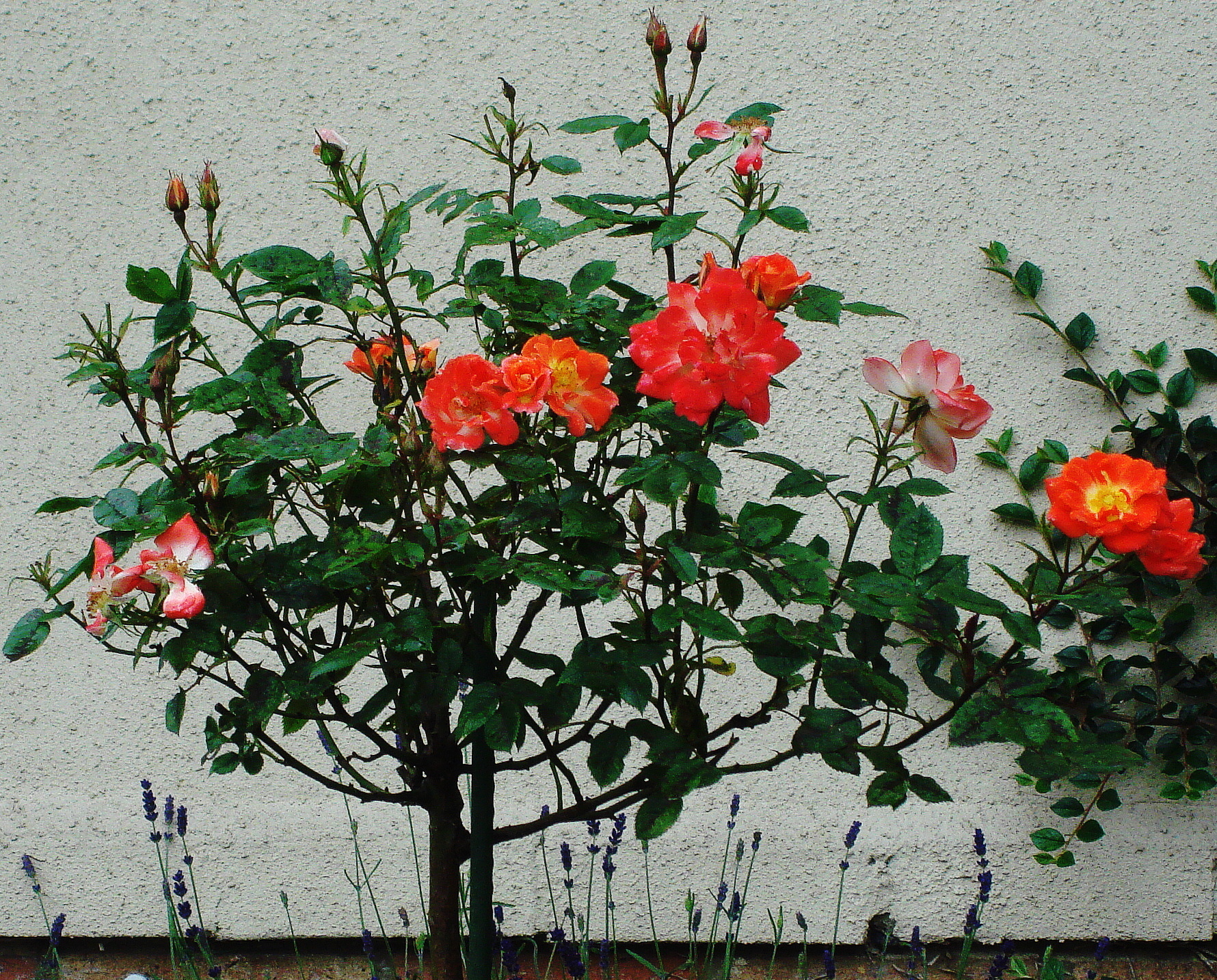 DSC06080.JPG