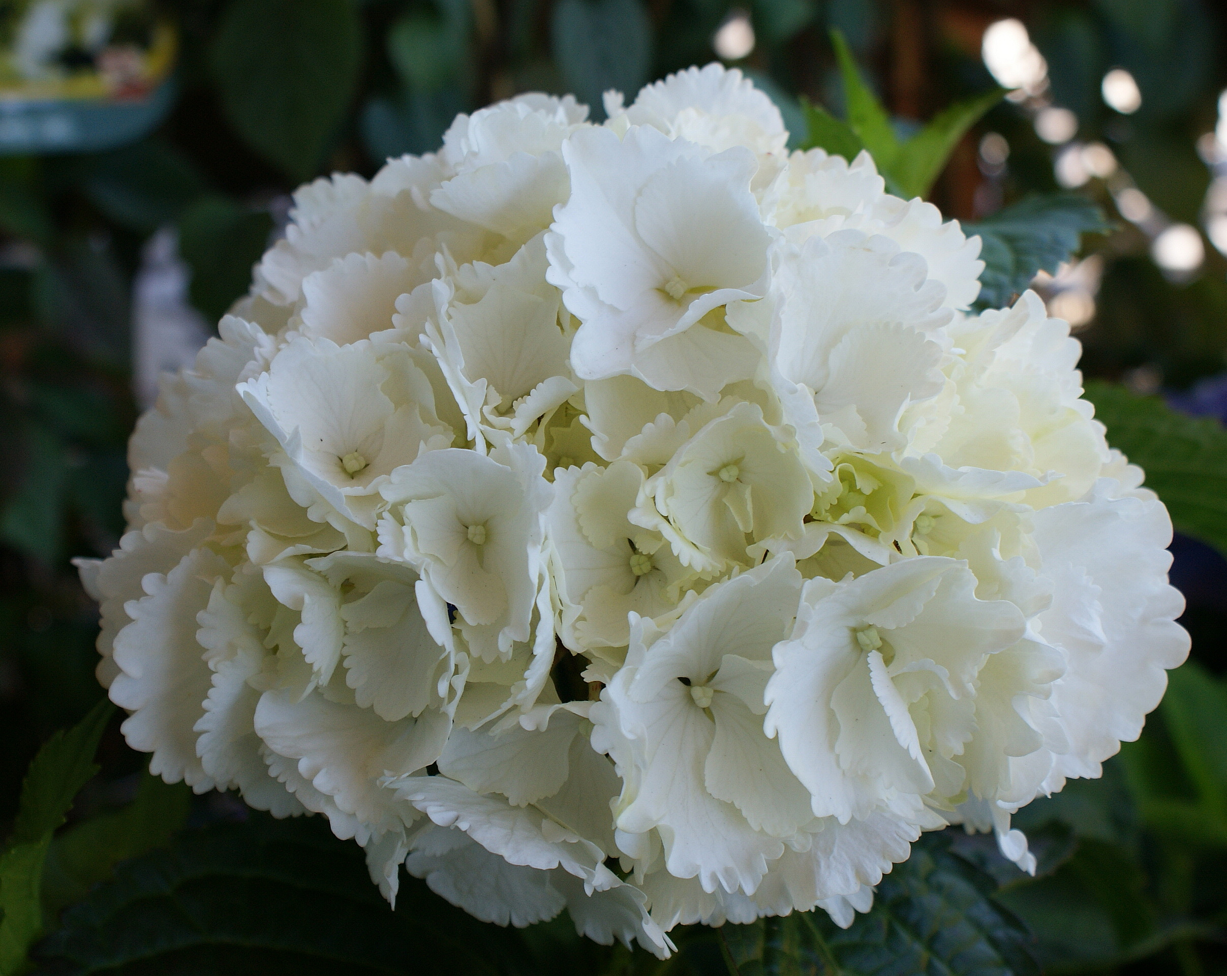 DSC05454.JPG