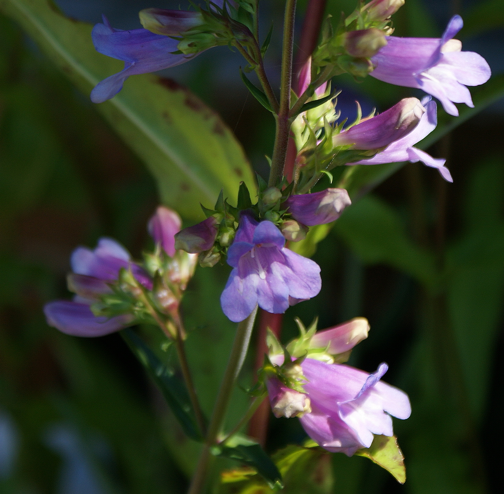 DSC05464.JPG