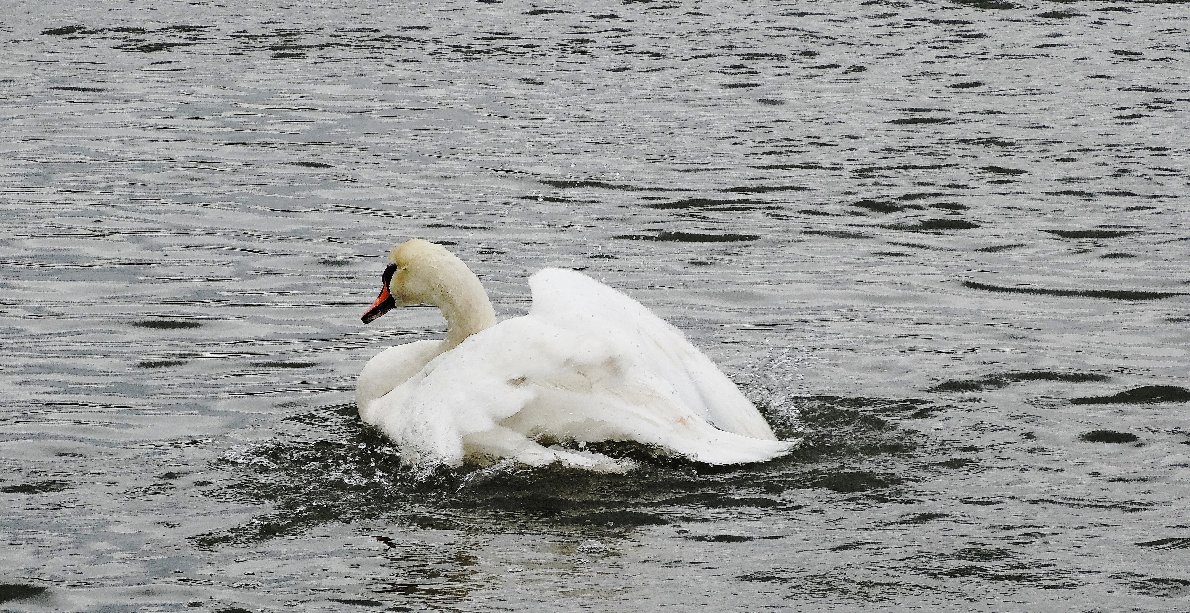 DSC00998.JPG