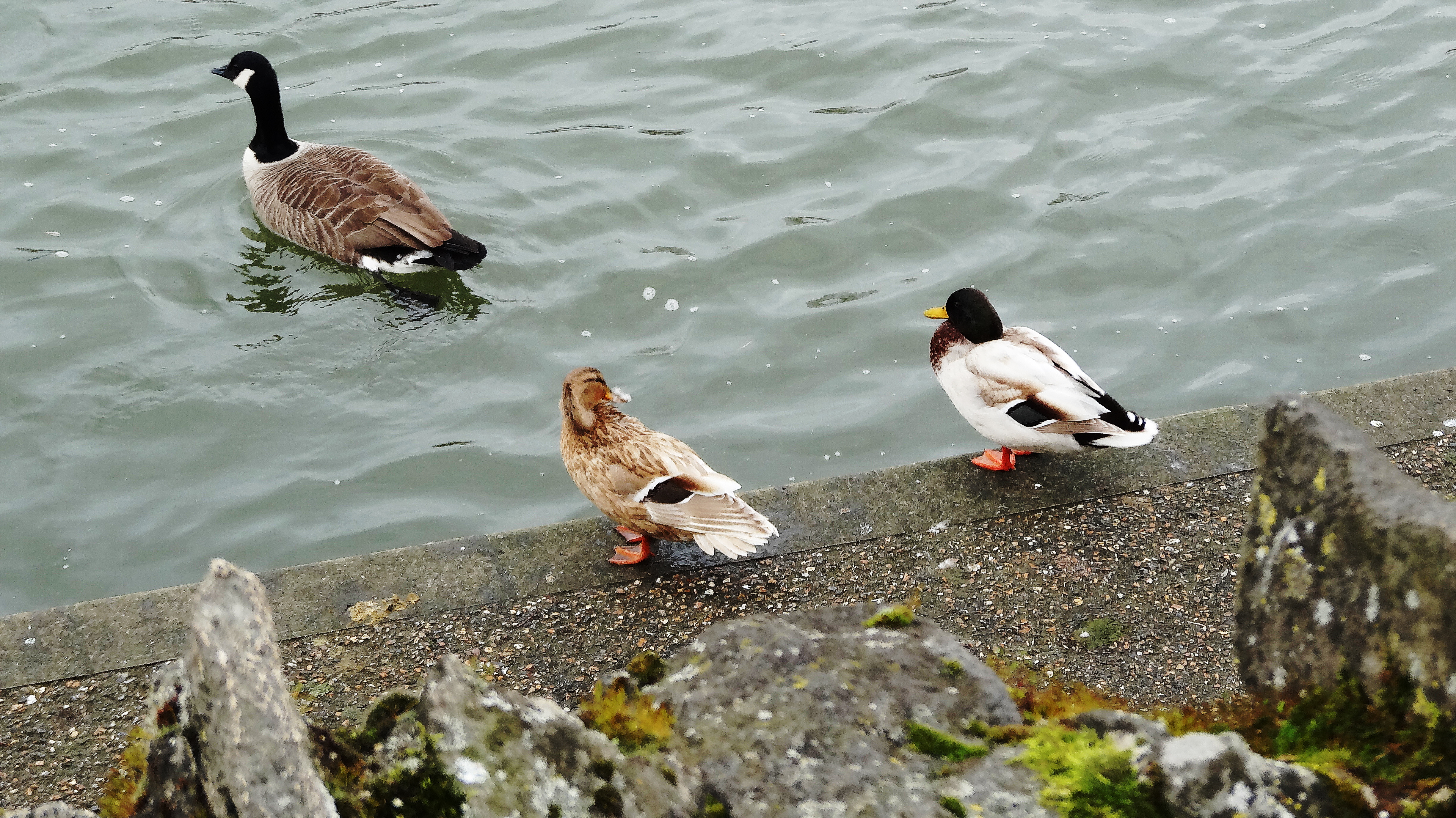 DSC01006.JPG