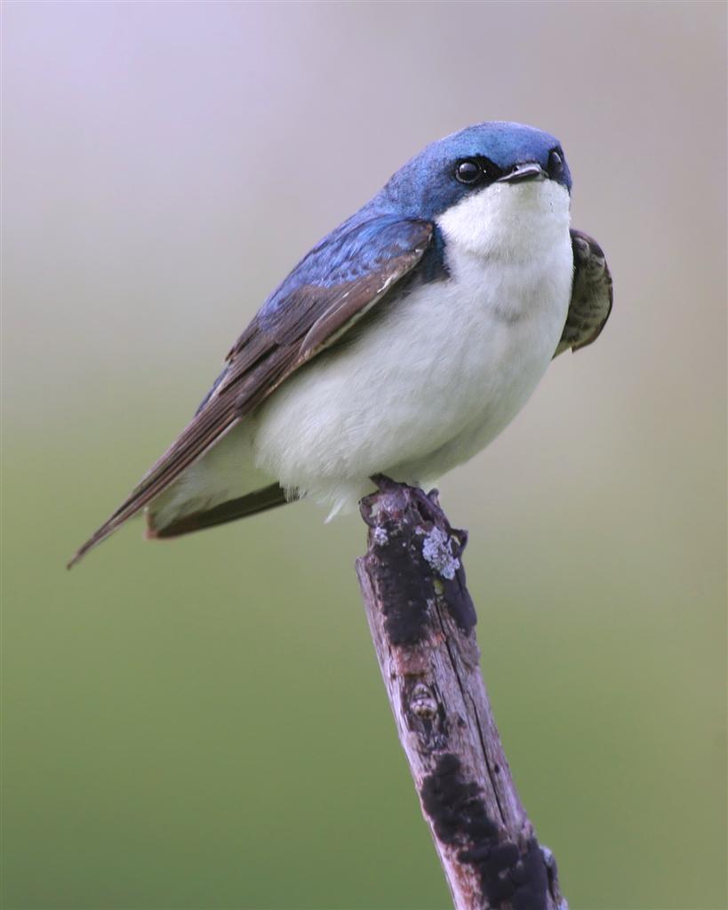 Tree Swallow