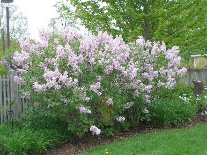 Meijer Gardens - lilacs
