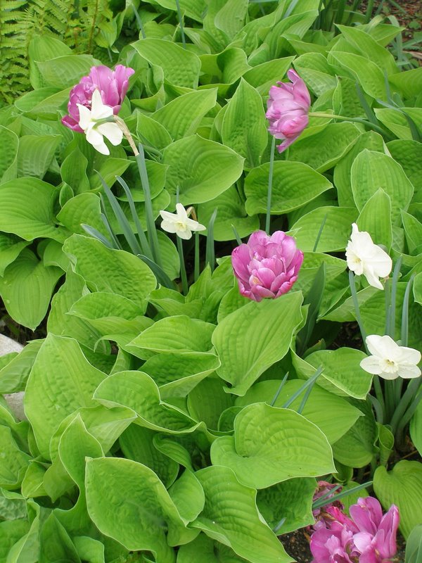 Meijer Gardens - double tulips & narcissis