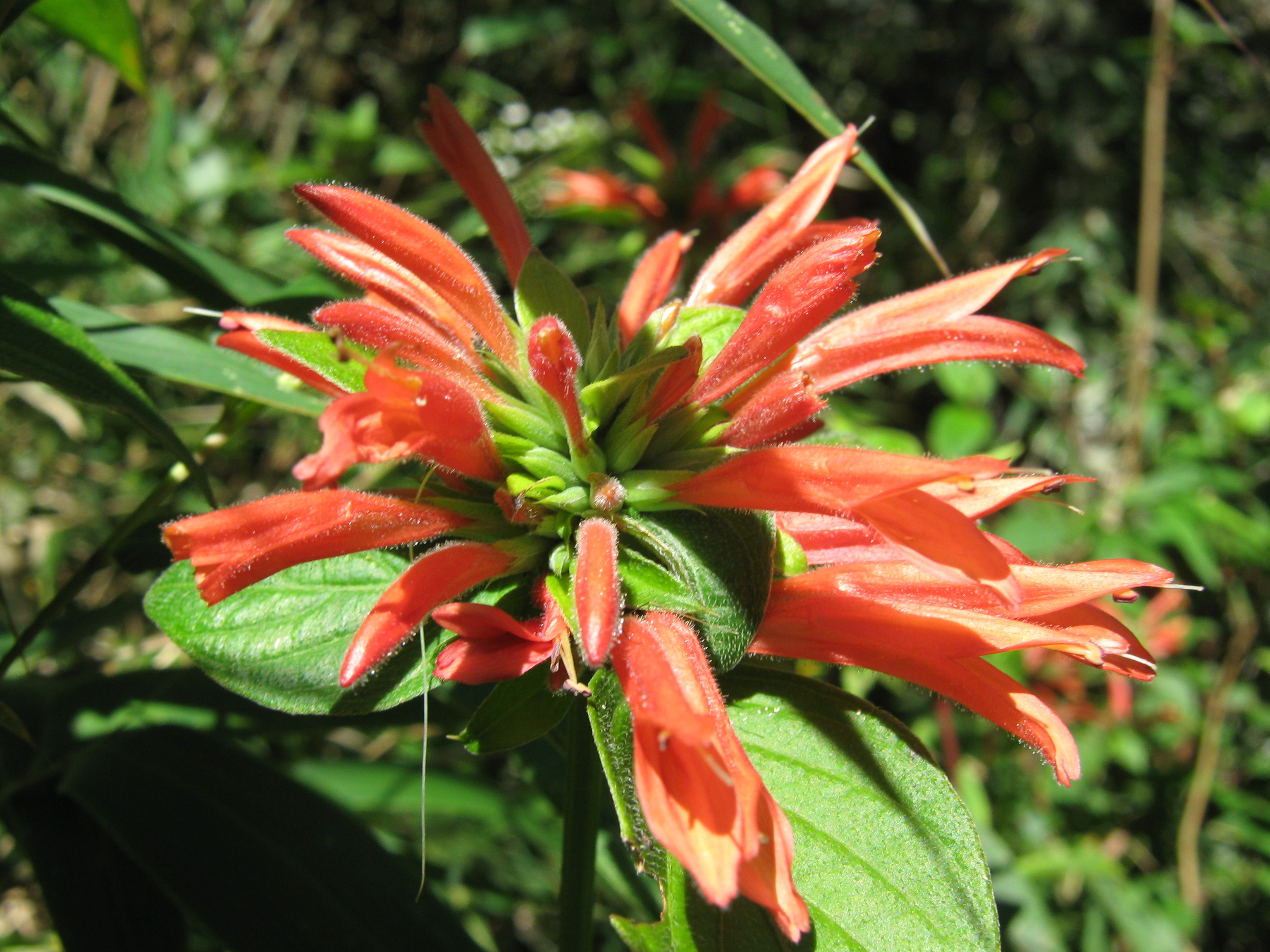 14.Aphelandra eurystoma  ACANTHACEAE