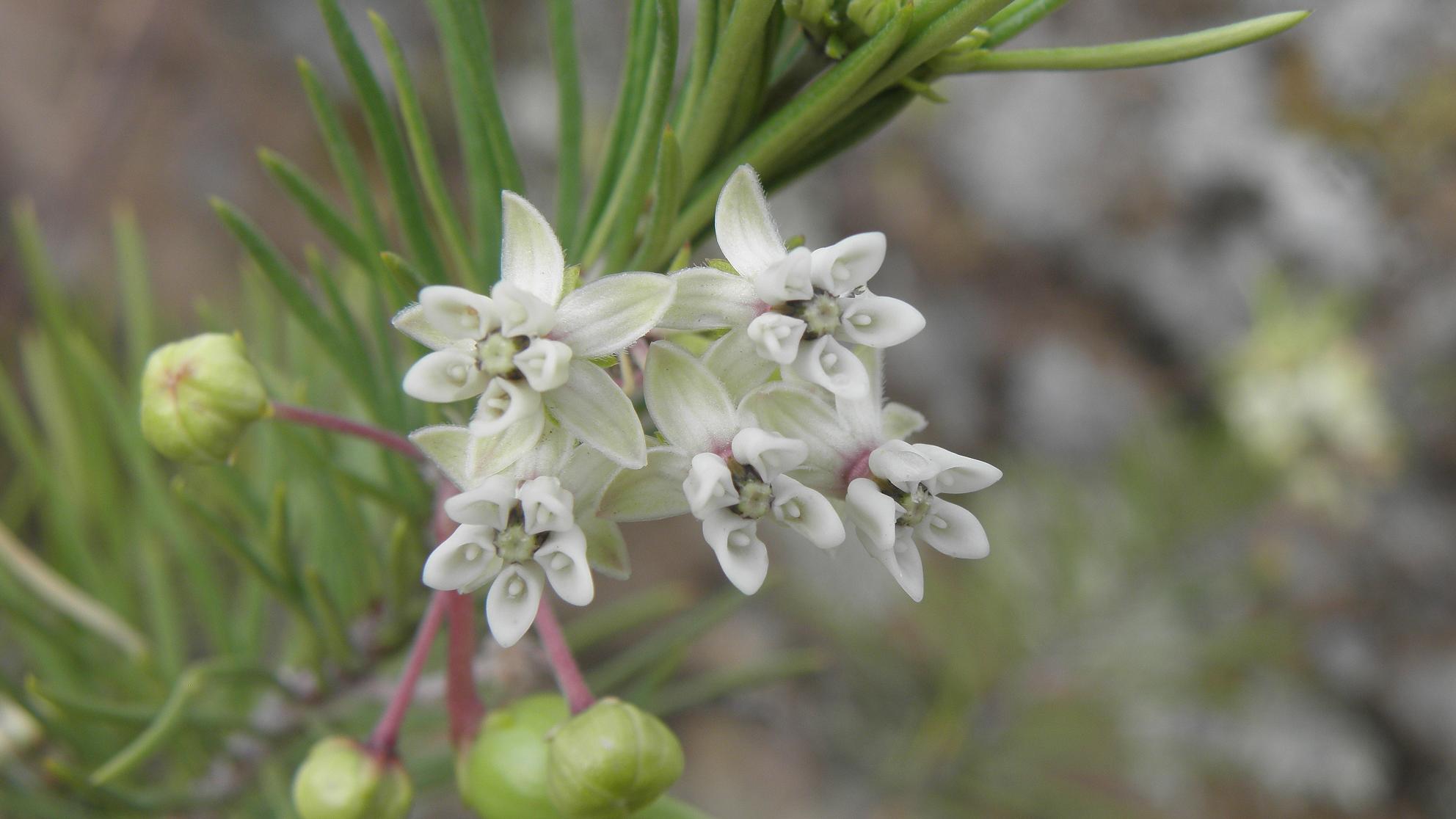 Asclepias linaria