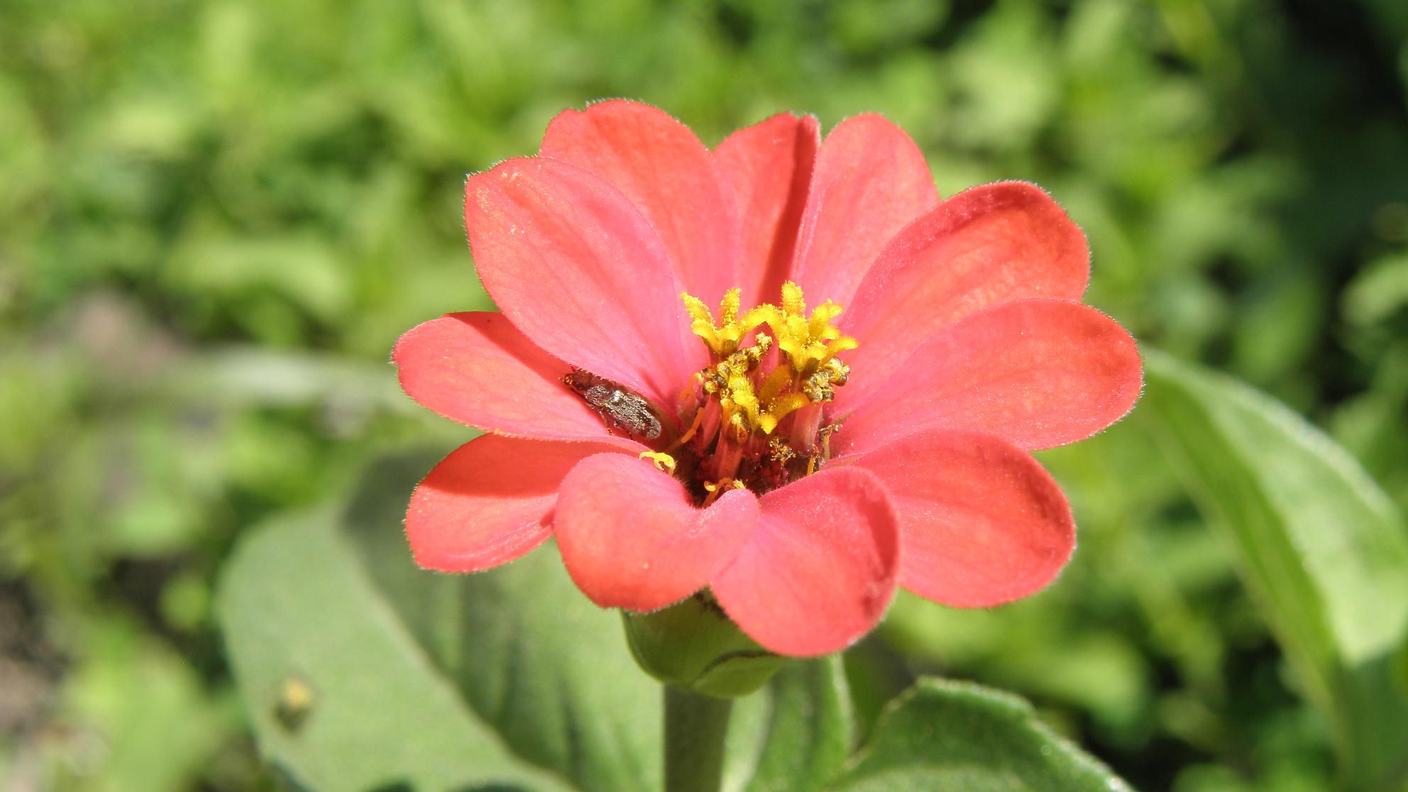 Zinnia peruviana