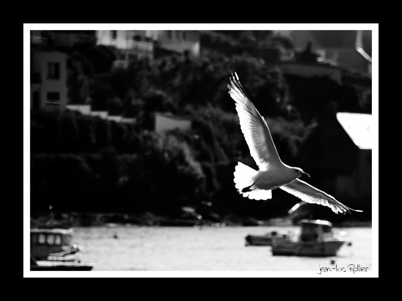 White flying .