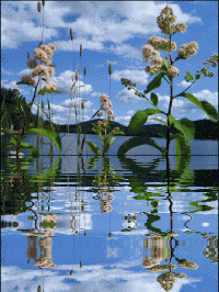 Lakeside