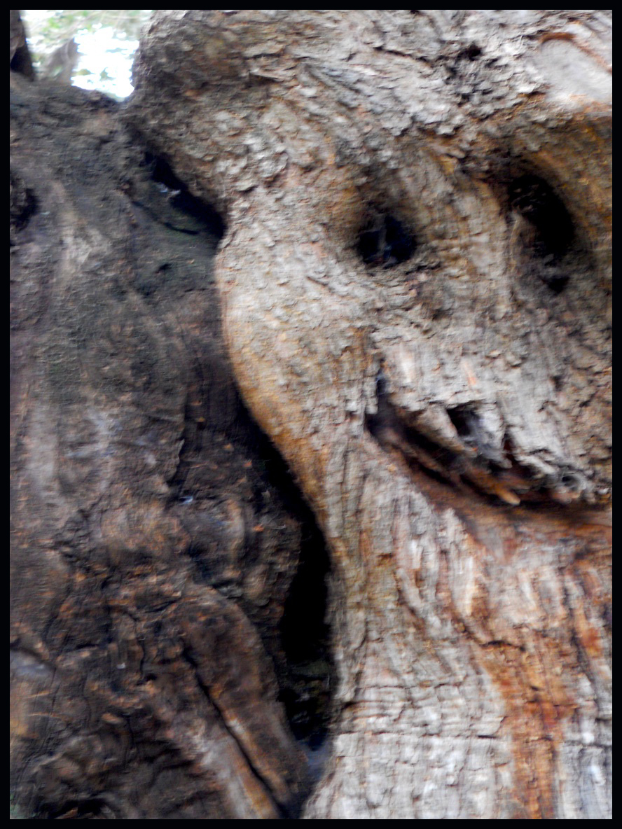 creach copy.jpg