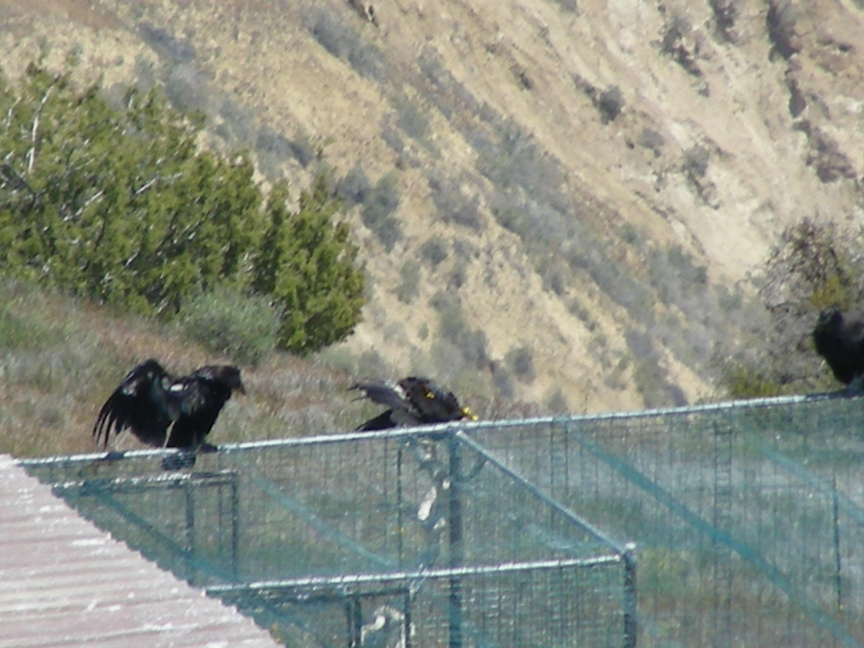 Condors socializing(15).jpg