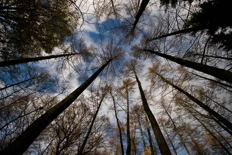 11_Nov_2008<br>Forest Roof