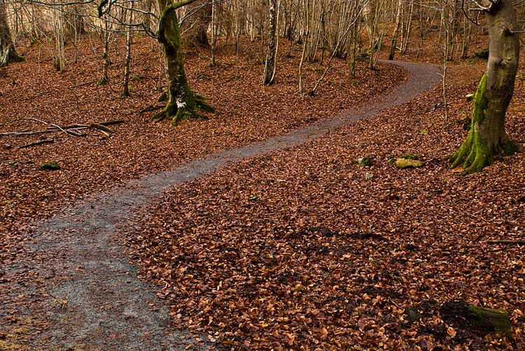 08_Dec_2008<br>Forest Walk