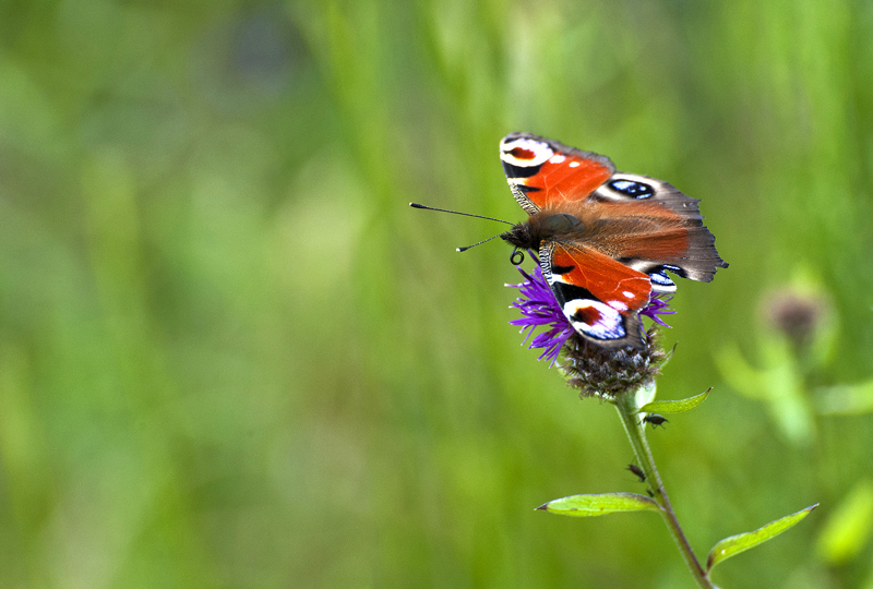 22-Aug-2011-Flutterby.jpg