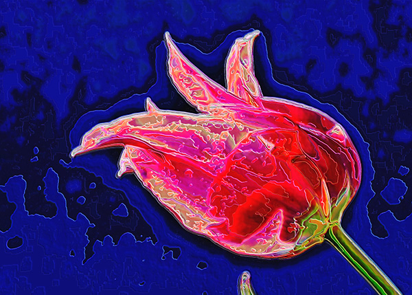 Psychedelic Tulip