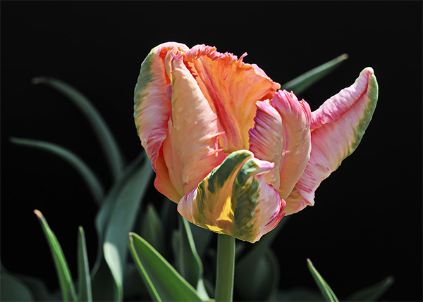 Parrot Tulip-2