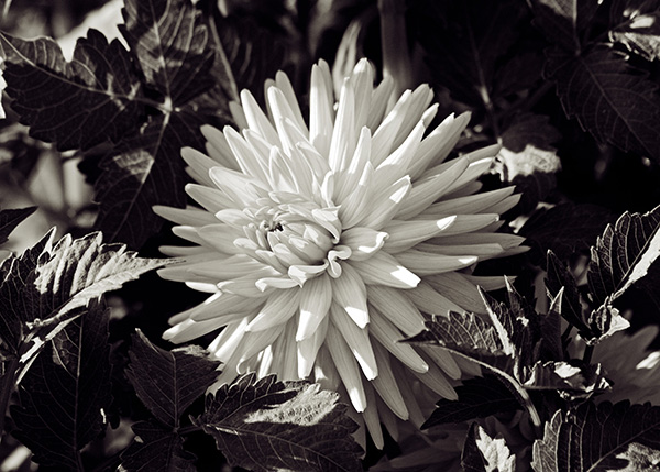 Dahlia Among the Leaves BW