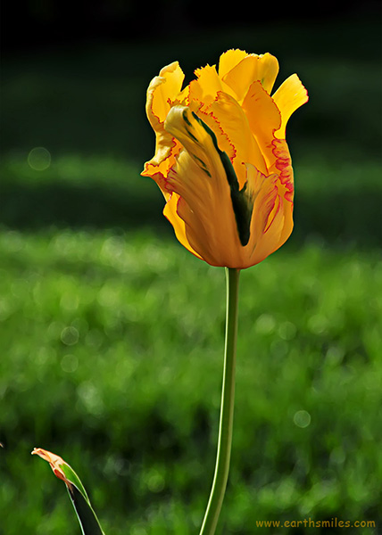 Long Tall Tulip