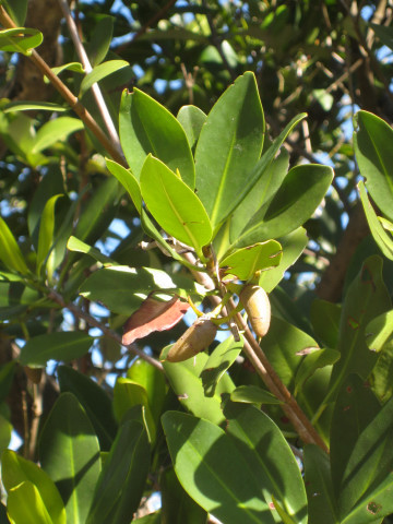 The viviparous fruit of the red?? mangrove