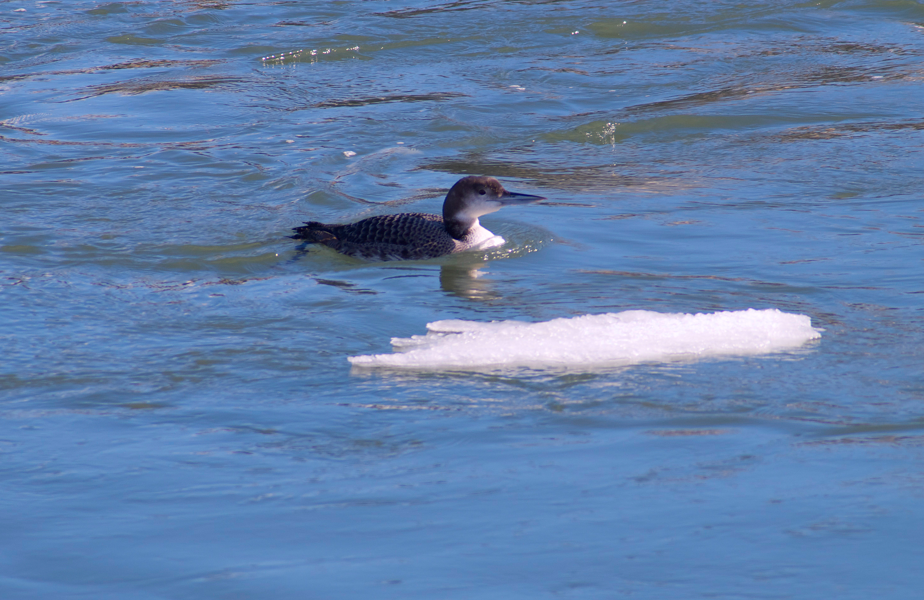 Loon-Rye-Harbor.jpg