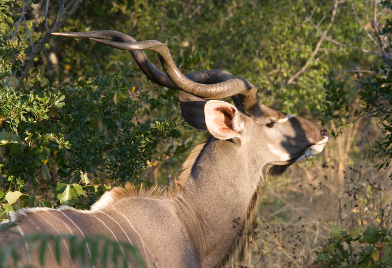 Kudu Male