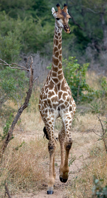 Young Giraffe