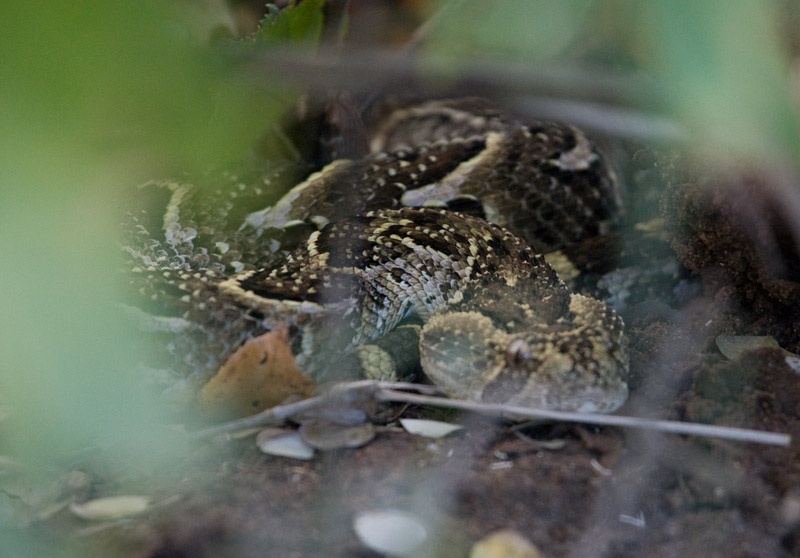 Puff Adder