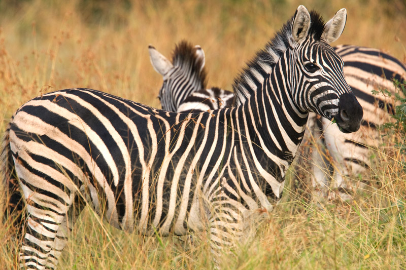 Zebra