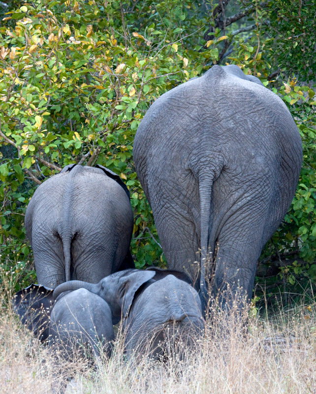 Elephant Roadblock