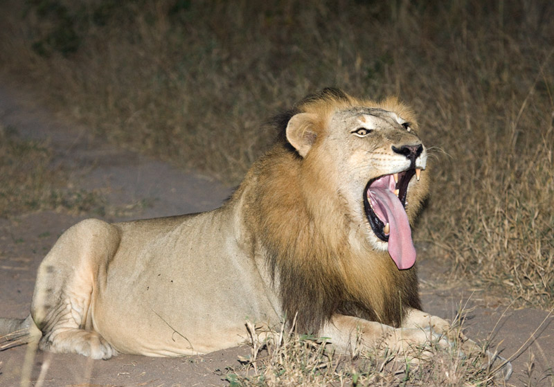 Manyaleti Male Lion