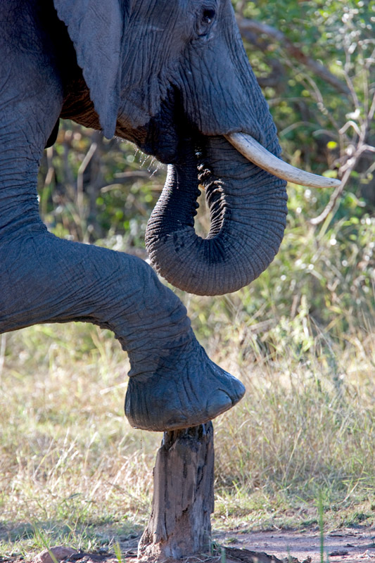 Elephant Waiting For A Pedicure
