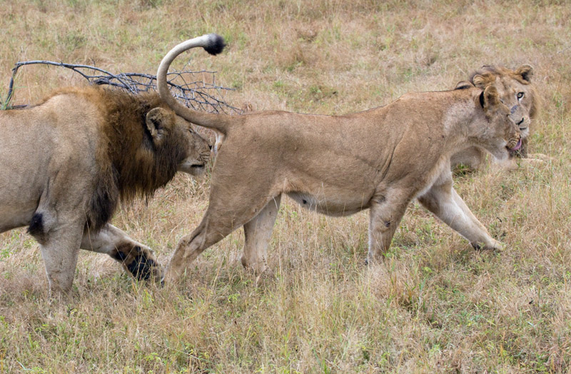 Lions - Male Female Interaction