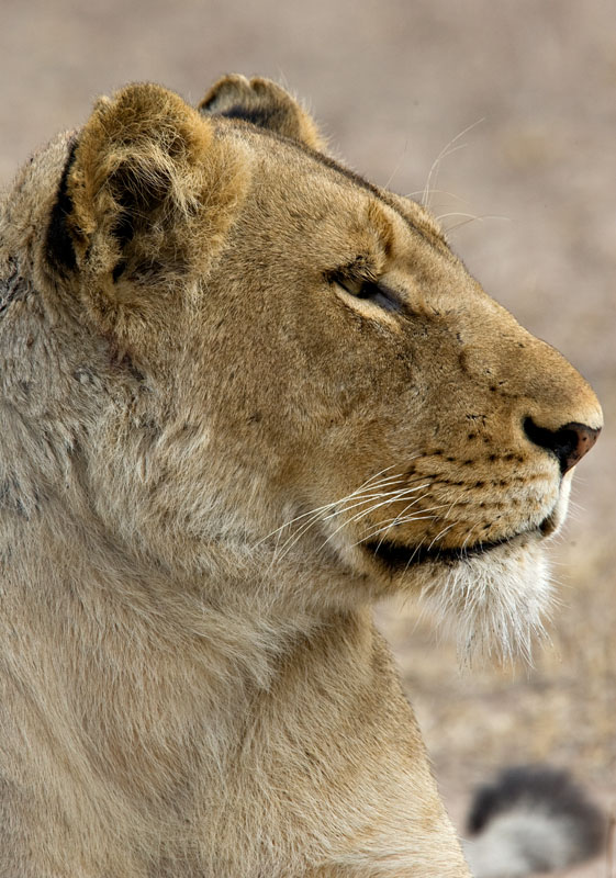 Lioness Profile