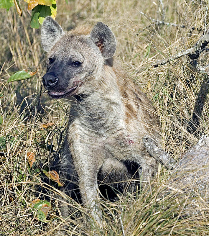 Hyena