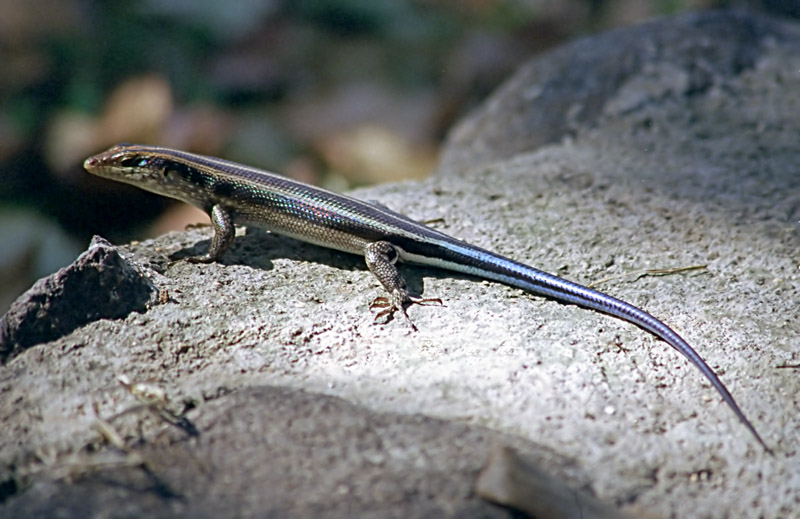 Five Lined Skink