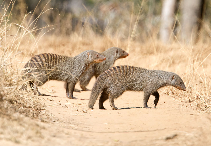 Banded Mongoose