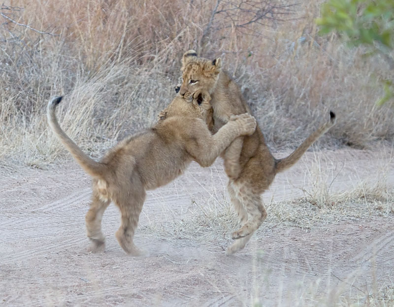 Charleston Cubs