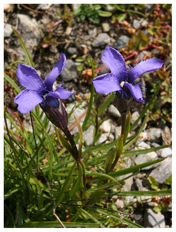 Gentiana ciliata