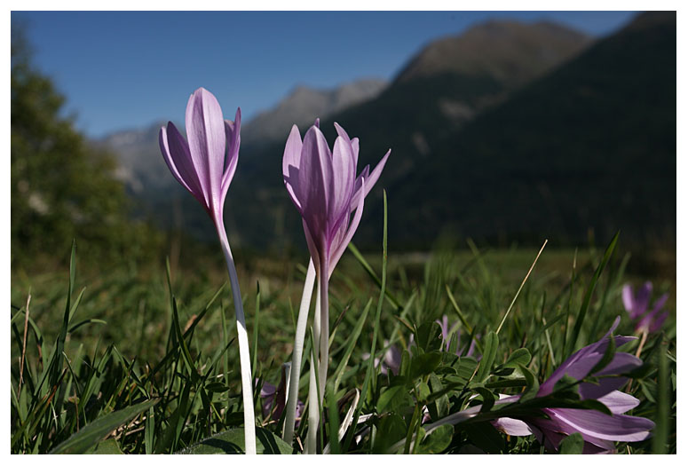Colchicum autumnale