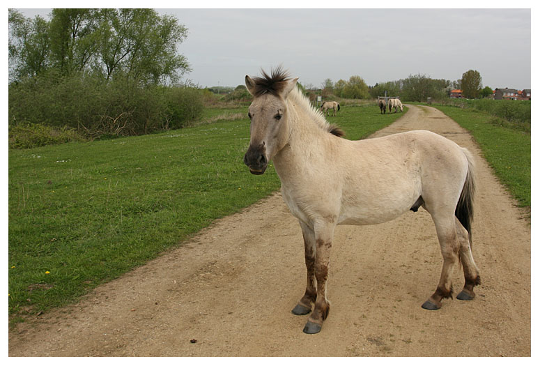 No, Im not a donkey.