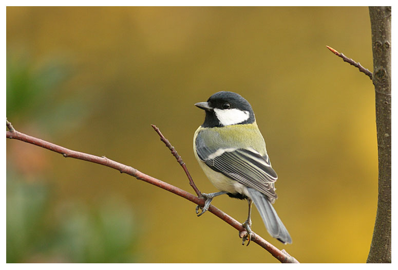 Great Tit