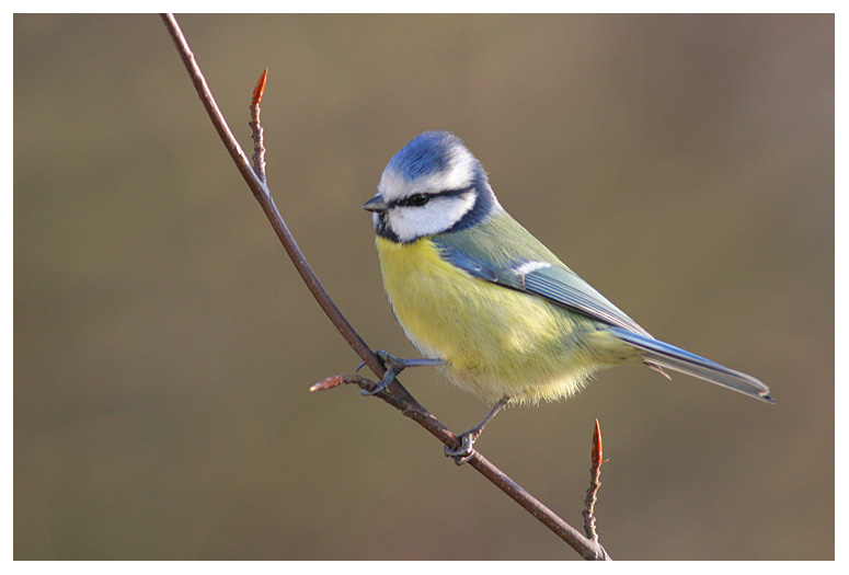 Blue Tit