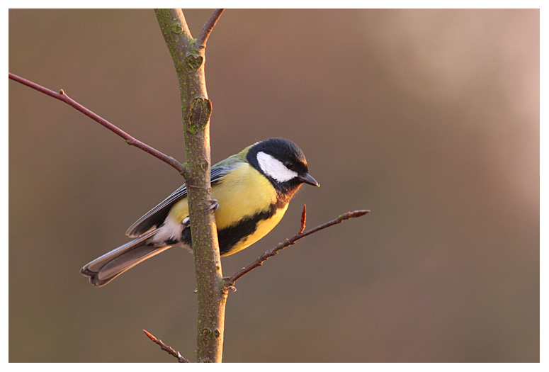 Great Tit