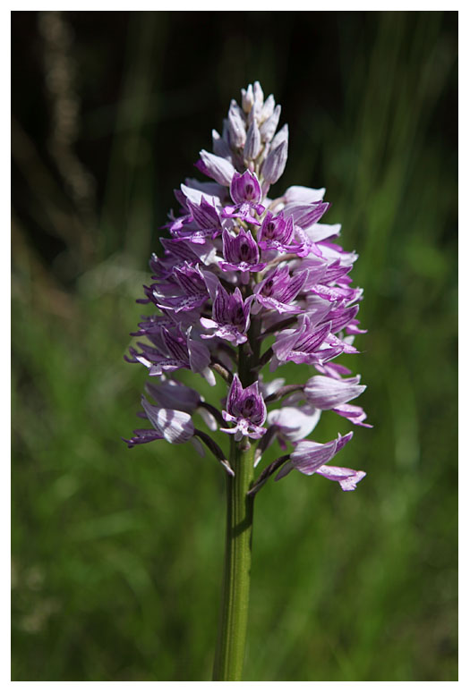 Orchis militaris