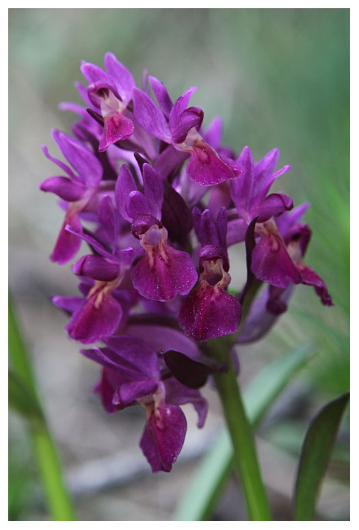 Dactylorhiza sambucina