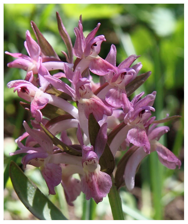 Dactylorhiza sambucina var. zimmermanii