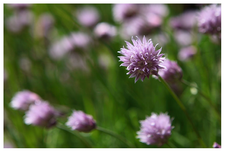 Allium schoenoprasum